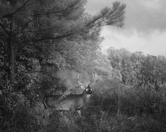 Vorschaubild der Arbeit DEER CROSSING